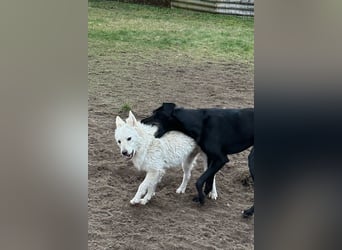 Oliver ❤️ wartet in 31621 Pennigsehl