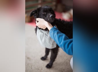 Kroat.Schäferhund LUCKY❤️bezaubernder Kuschelbär mit Köpfchen