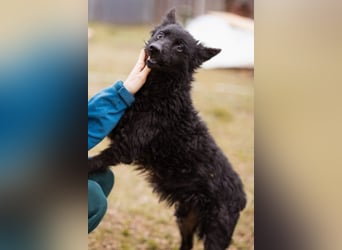 Kleine zarte ♥Bella♥ sucht Schutz & Liebe