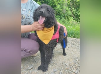 Bundo ❤️ sanfter, lieber, treuer Rüde sucht dich!