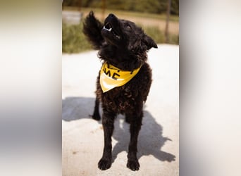 Kroat.Schäferhund LUCKY❤️bezaubernder Kuschelbär mit Köpfchen