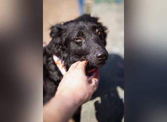KIMI❤️ruhiges, liebes, verschmustes Kroat. Schäfi-Mädel