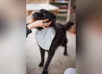 Kroat.Schäferhund LUCKY❤️bezaubernder Kuschelbär mit Köpfchen