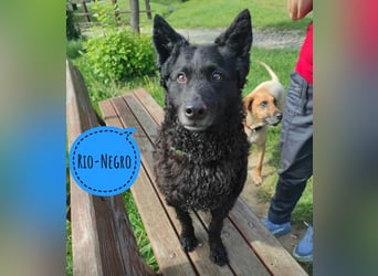 Rio-Negro ein unglücklicher schwarzer Engel