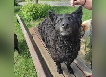 Rio-Negro ein unglücklicher schwarzer Engel