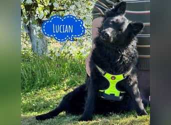 Lucian ein Prachtexemplar
