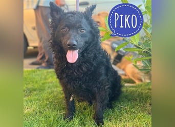 Piko ein schwarzer Sonnenschein