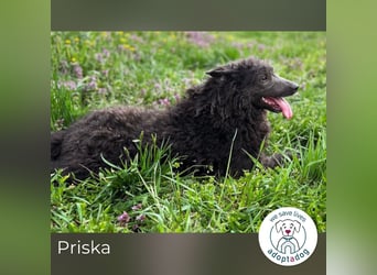 Priska 193394 sucht ein zu Hause