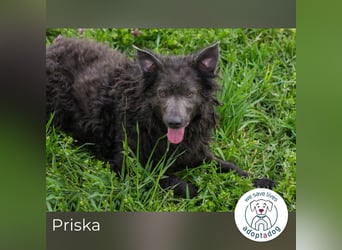 Priska 193394 sucht ein zu Hause