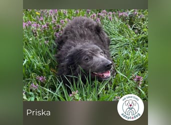 Priska 193394 sucht ein zu Hause