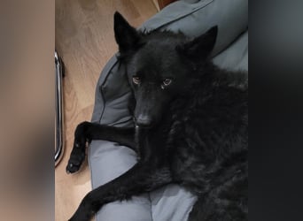 Chuck verliert sein Zuhause