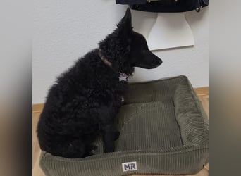 Chuck verliert sein Zuhause