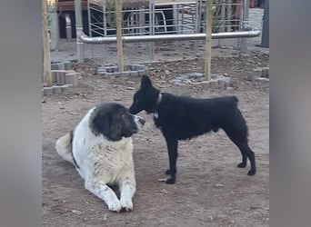 Chuck verliert sein Zuhause