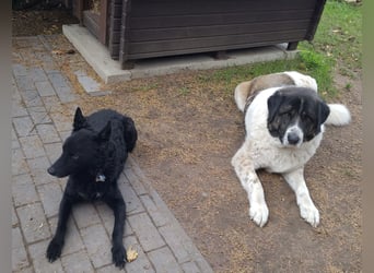 Chuck verliert sein Zuhause