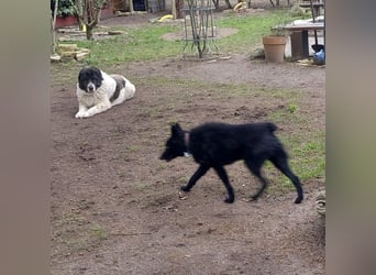 Chuck verliert sein Zuhause