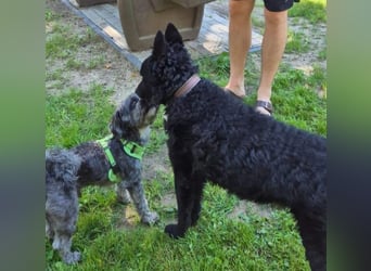 Chuck verliert sein Zuhause