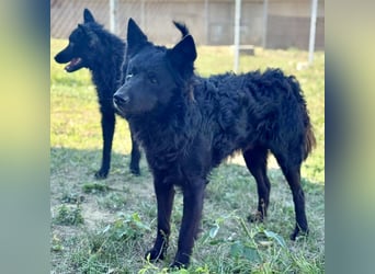 Tego ein Prachtexemplar mit Vergangenheit