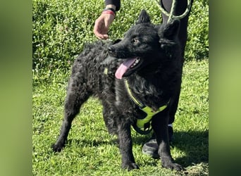 Lucian ein Prachtexemplar