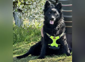 Lucian ein Prachtexemplar