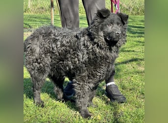 Brik - ein pummeliger Spatz