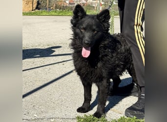 Lucian ein Prachtexemplar