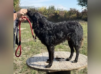 Tego ein Prachtexemplar mit Vergangenheit