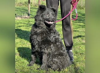 Brik - ein pummeliger Spatz