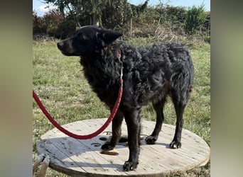 Tego ein Prachtexemplar mit Vergangenheit