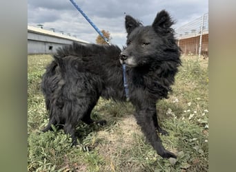 Medo ein besonderer Schatz