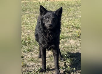 Tego ein Prachtexemplar mit Vergangenheit