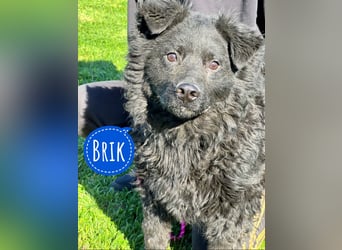 Brik - ein pummeliger Spatz