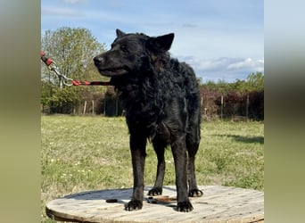 Tego ein Prachtexemplar mit Vergangenheit