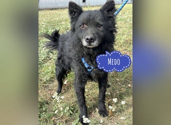 Medo ein besonderer Schatz