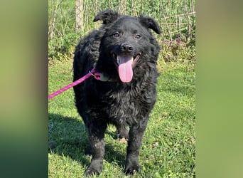 Brik - ein pummeliger Spatz