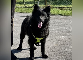 Lucian ein Prachtexemplar