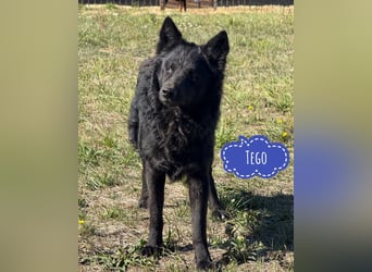 Tego ein Prachtexemplar mit Vergangenheit