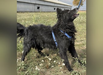 Medo ein besonderer Schatz