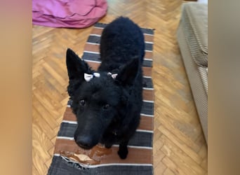 Ruska eine sehr liebe Hündin