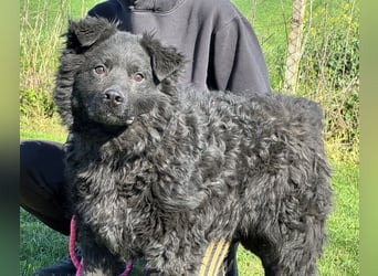 Brik - ein pummeliger Spatz