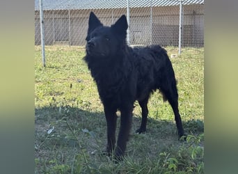 Tego ein Prachtexemplar mit Vergangenheit