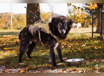 Toller OldBoy ♥ Billy ♥ Senior sucht noch nach Treue & Liebe