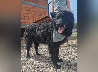 Lolek ❤️ verspielt, verschmust + treu!