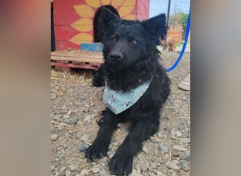 Lolek ❤️ verspielt, verschmust + treu!