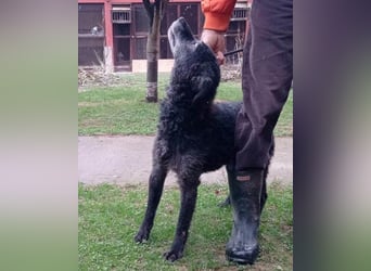 OldBoy ♥Billy♥ Senior sucht verdiente Treue & Liebe - für immer