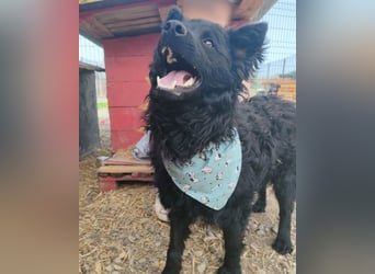 Lolek ❤️ verspielt, verschmust + treu!