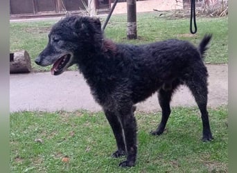 Toller OldBoy ♥ Billy ♥ Senior sucht noch nach Treue & Liebe