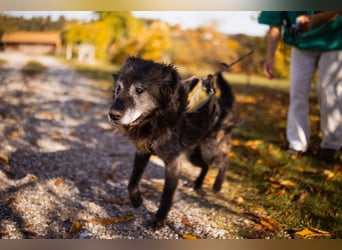 Toller OldBoy ♥ Billy ♥ Senior sucht noch nach Treue & Liebe