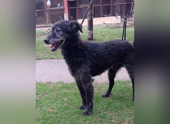 Kroatischer Schäfi-OldBoy ♥Billy♥ Senior sucht Treue & Liebe