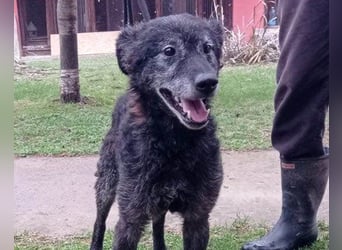 Toller OldBoy ♥ Billy ♥ Senior sucht noch nach Treue & Liebe