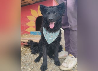 Lolek ❤️ verspielt, verschmust + treu!